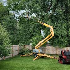 Best Sod Installation  in Middletown, VA