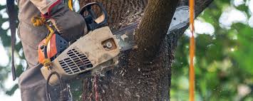 Professional Tree Services in Middletown, VA